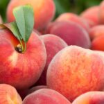 pesche come conservarle bene