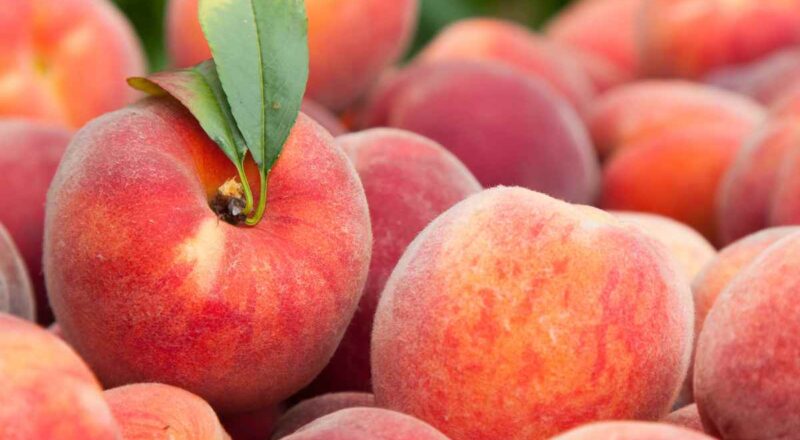 pesche come conservarle bene