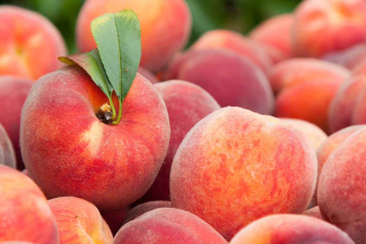 pesche come conservarle bene